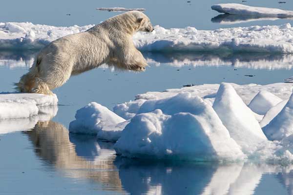 Polar-bear-ice