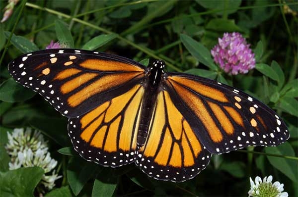 farfalla-monarca