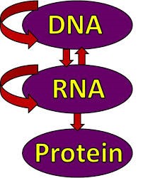 DNA-RNA-protein