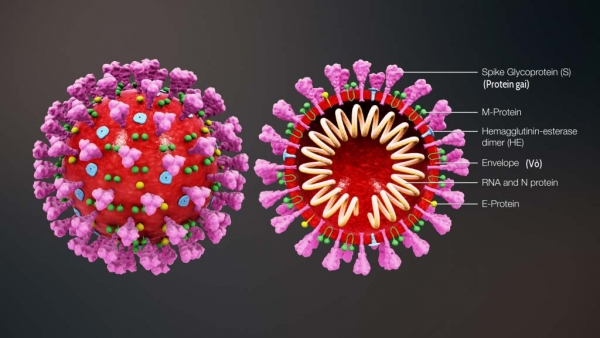 modelli del coronavirus_