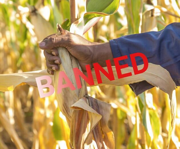 al bando gli OGM in Tanzania