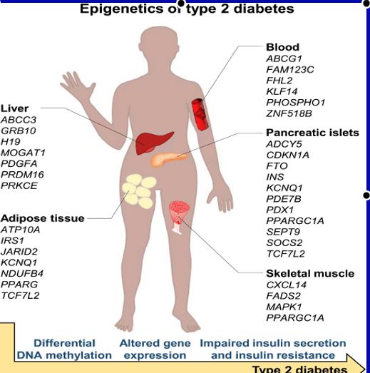 epigenetica del diabete