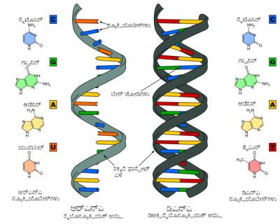 RNA e DNA